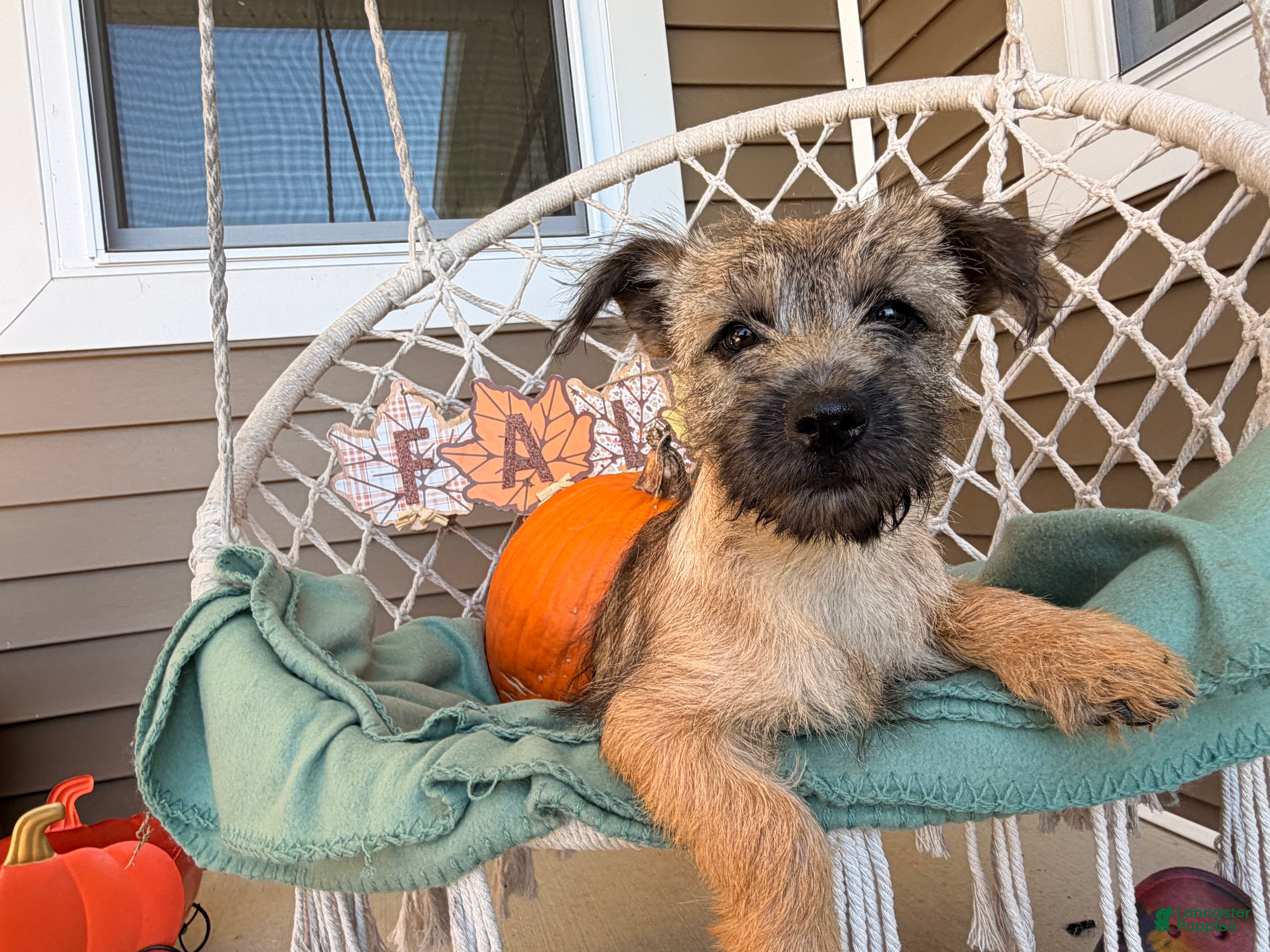 Cairn Terrier dogs  Elliot  - Ad 2