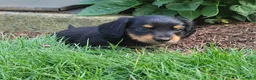 Miniature Dachshund dogs for sale: Vivian  - Ad 32