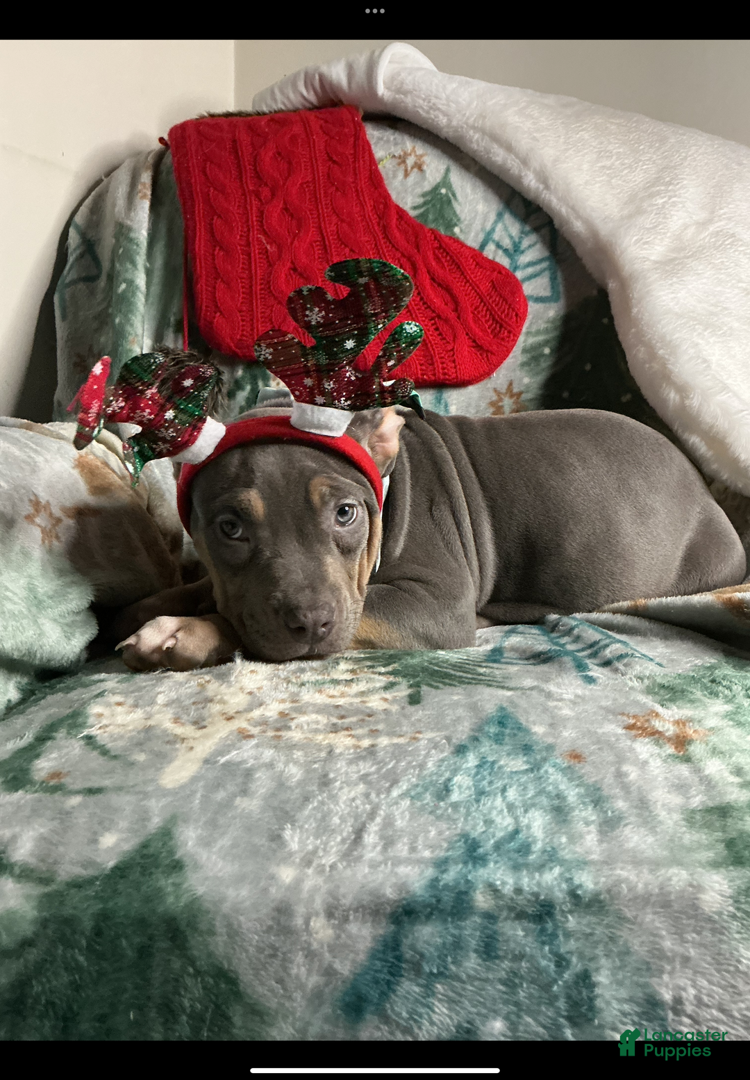 American Bully dogs for sale: Ms.Neon - Ad 2