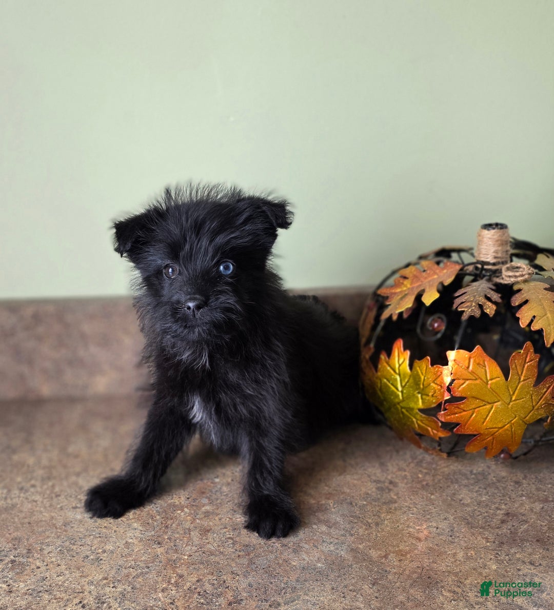 Mixed Breed dogs for sale: Mixed Breed Puppy 1 - Ad 4