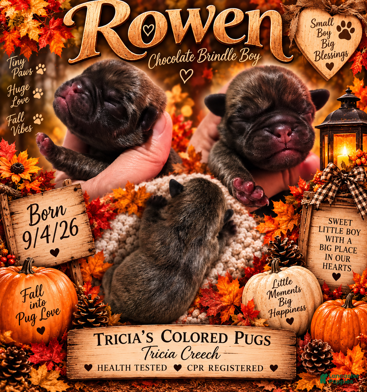 Pug dogs Pug 1 - Ad 1