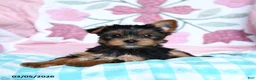 Yorkshire Terrier dogs for sale: Cela - Ad 4