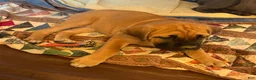 Cane Corso dogs for sale: "Red" - Ad 5