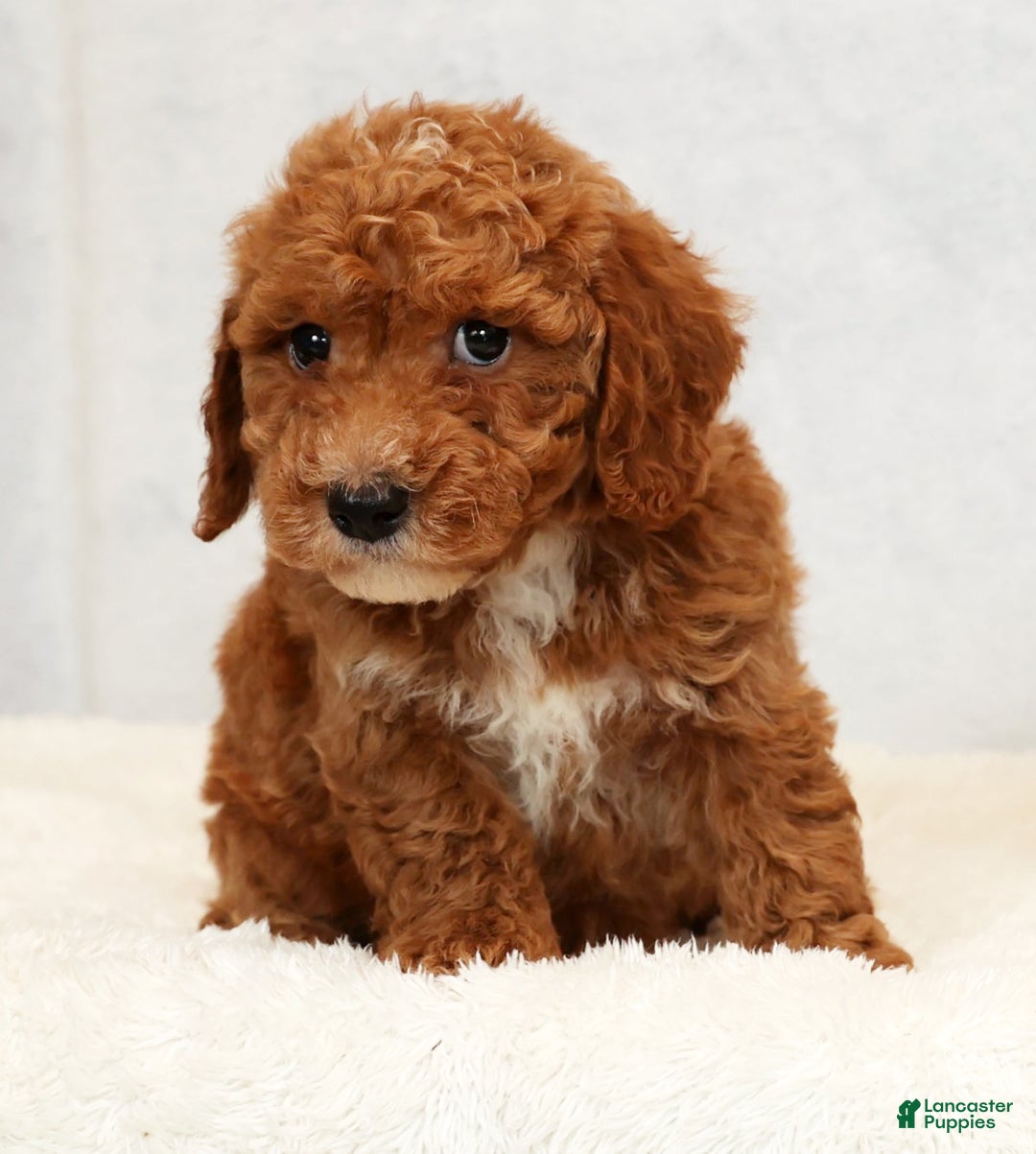 Bichpoo dogs for sale: Everett - Ad 6