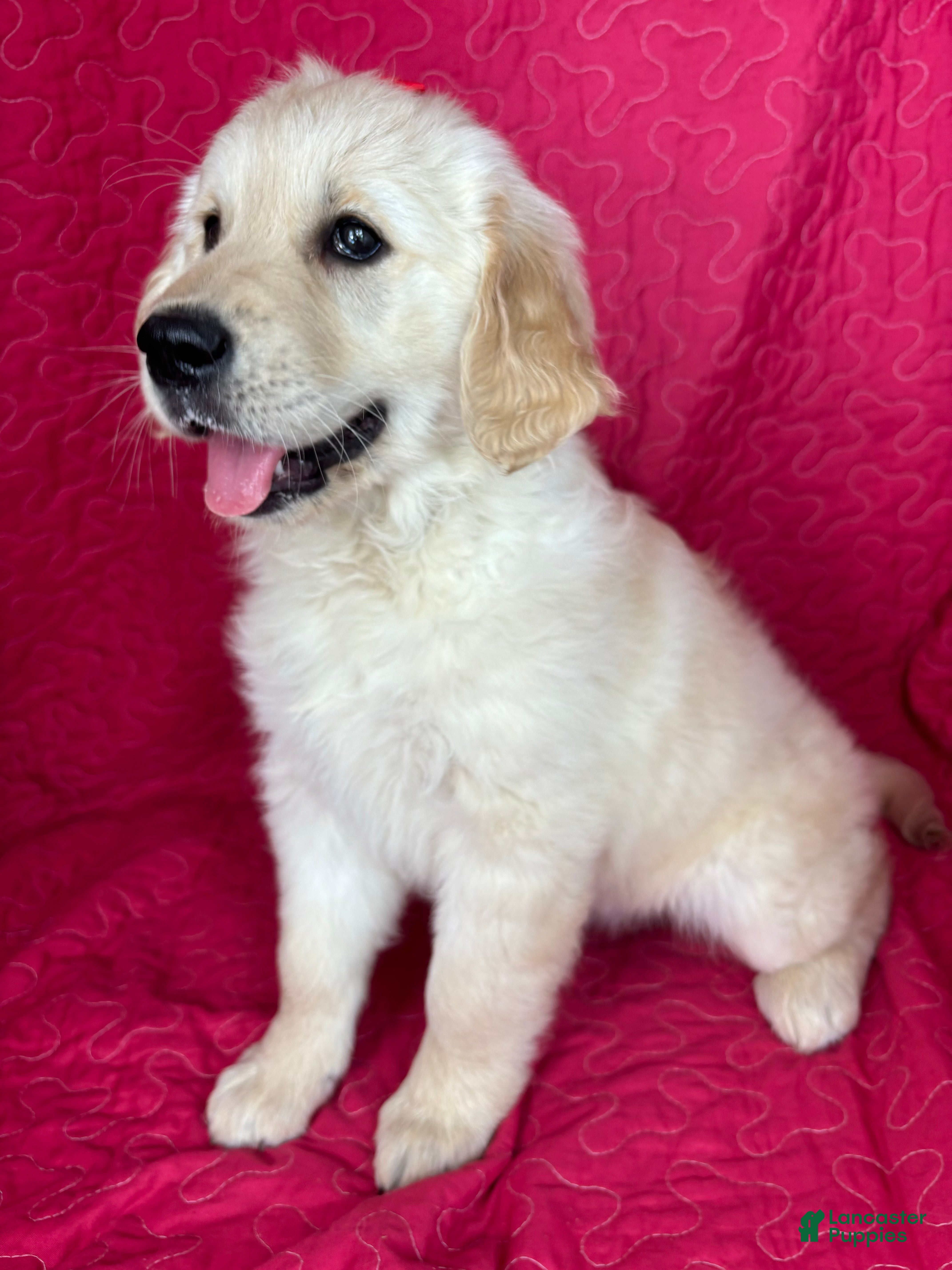 Golden Retriever dogs Greta - Ad 19