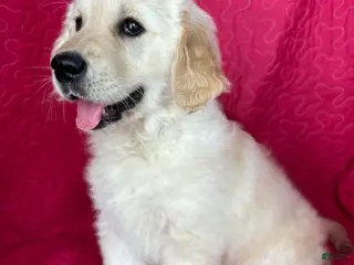 Golden Retriever dogs Greta - Ad 19