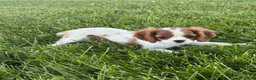 Cavalier King Charles Spaniel dogs for sale: Giggles  - Ad 4