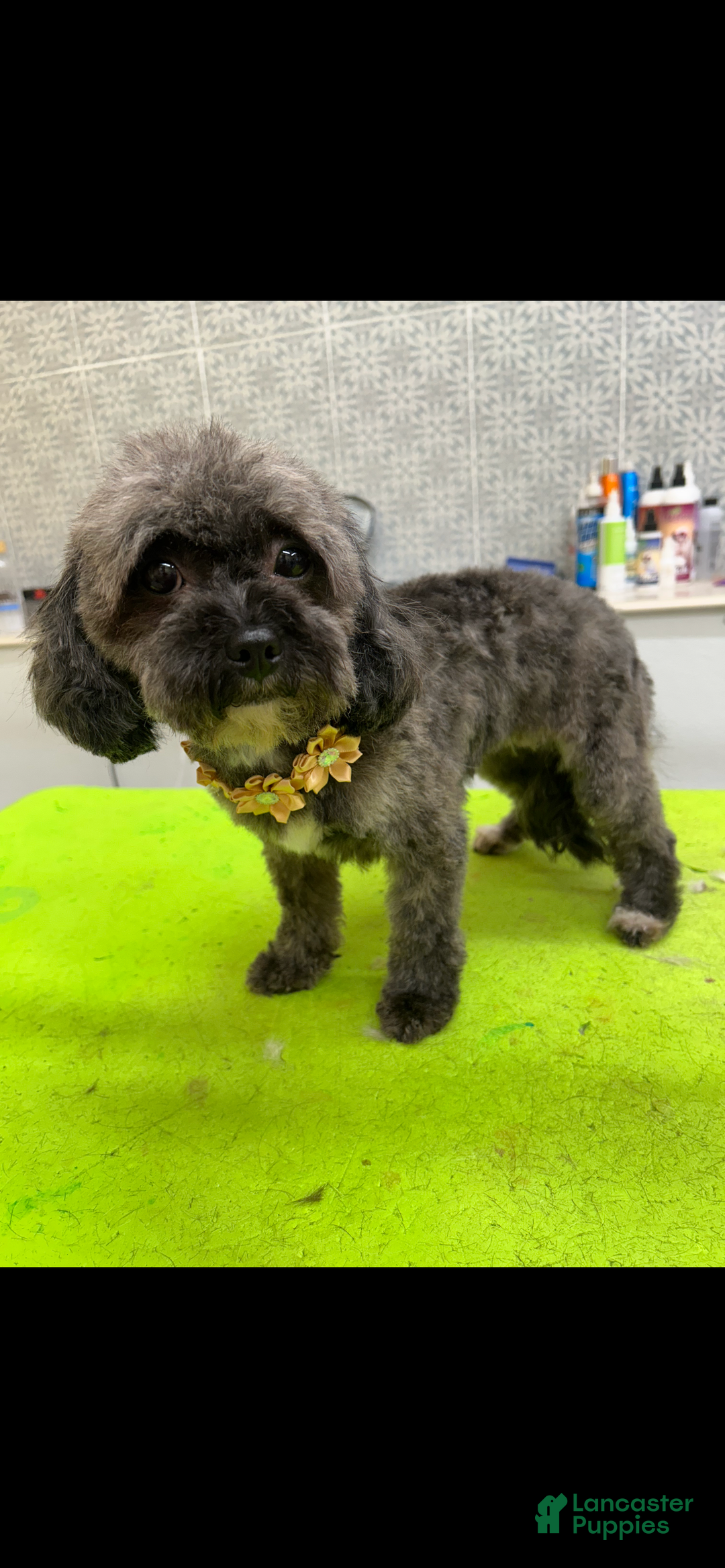 Cavapoo dogs for sale: Lilly - Ad 7