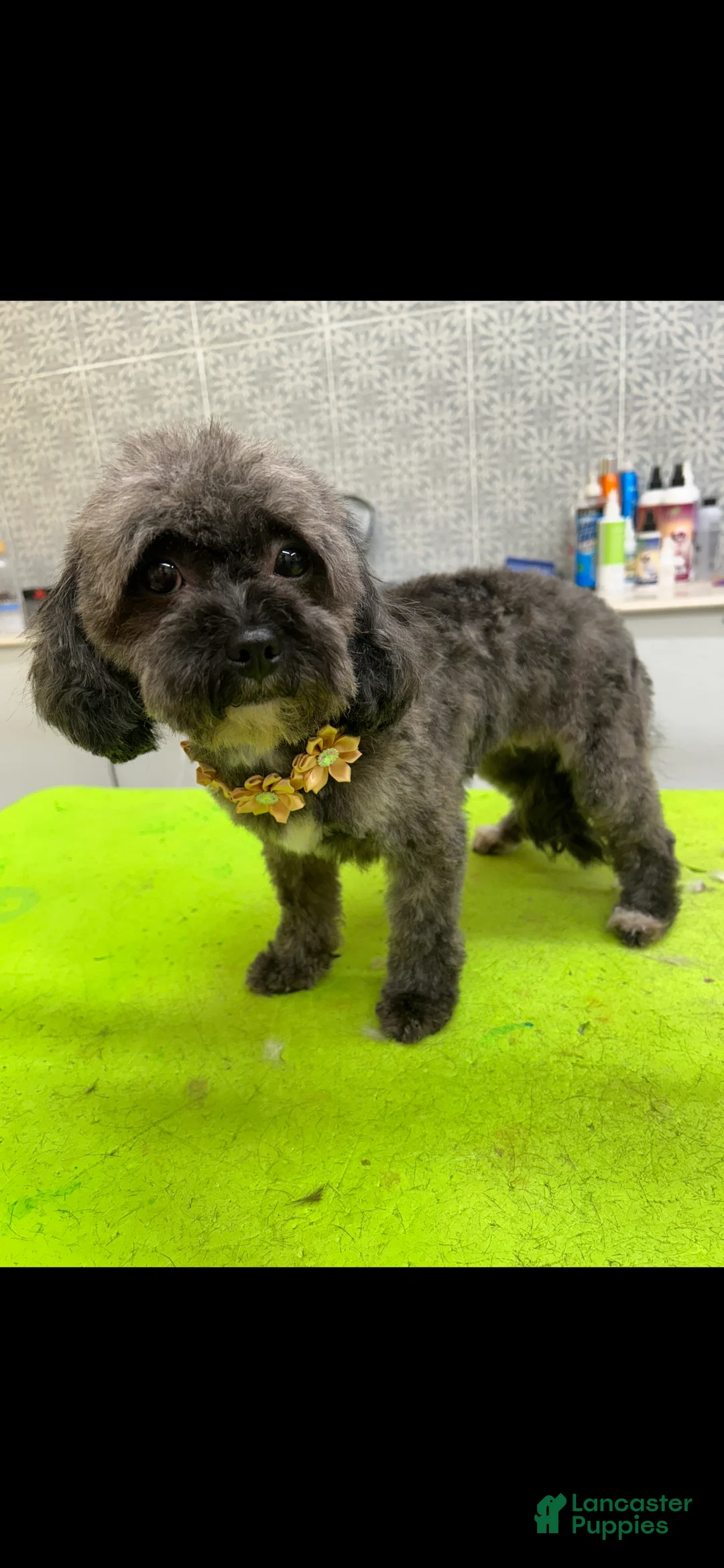 Cavapoo dogs for sale: Lilly - Ad 7