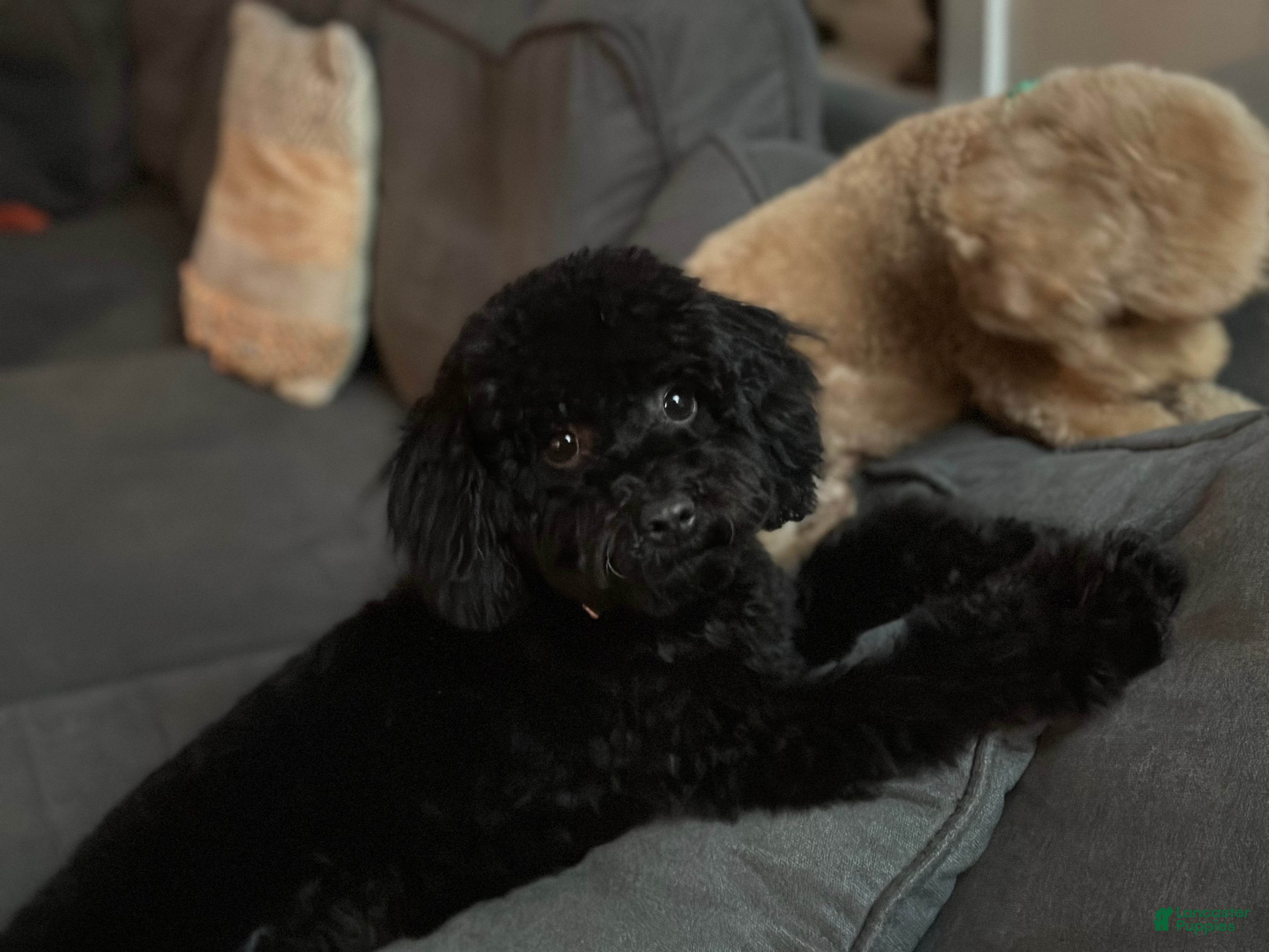 Cockapoo dogs Bear - Ad 2