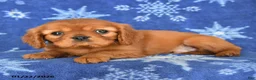 Cavalier King Charles Spaniel dogs for sale: Nicholes - Ad 2