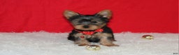 Yorkshire Terrier dogs for sale: Dannie - Ad 7