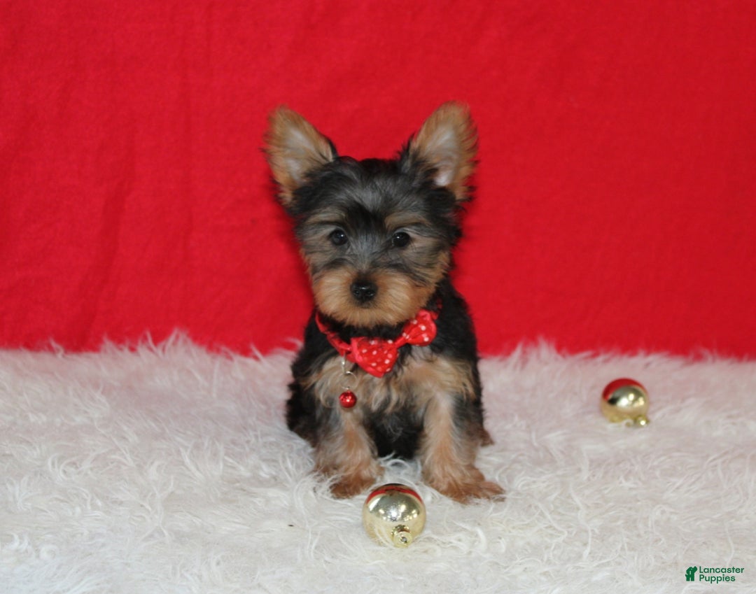 Yorkshire Terrier dogs for sale: Dannie - Ad 7