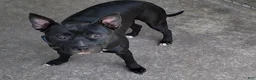 Mixed Breed dogs for sale: Mixed Breed Puppy 3 - Ad 2