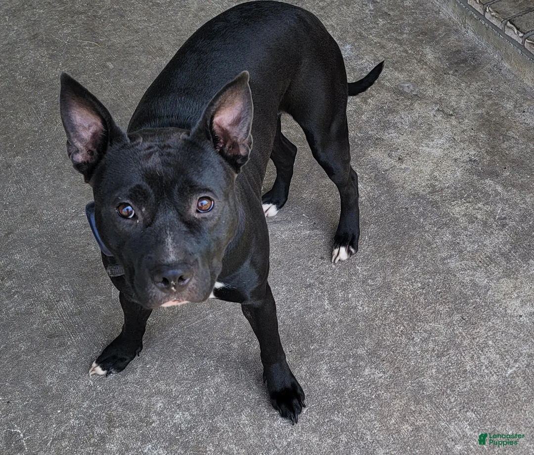 Mixed Breed dogs for sale: Mixed Breed Puppy 3 - Ad 2