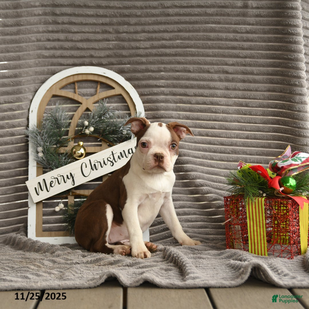 Boston Terrier dogs for sale: Koala - Ad 4