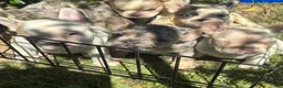 French Bulldog dogs for sale: French Bulldog Puppy 1 (fluffy) - Ad 1