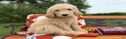 Labradoodle dogs for sale: Zella (Girl) - Ad 4
