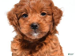 Mini Goldendoodle dogs - Ad 14