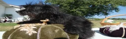Pomapoo dogs for sale: Pomapoo 1 Melanie - Ad 3