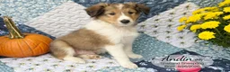 Shetland Sheepdog dogs for sale: Andin - Ad 4