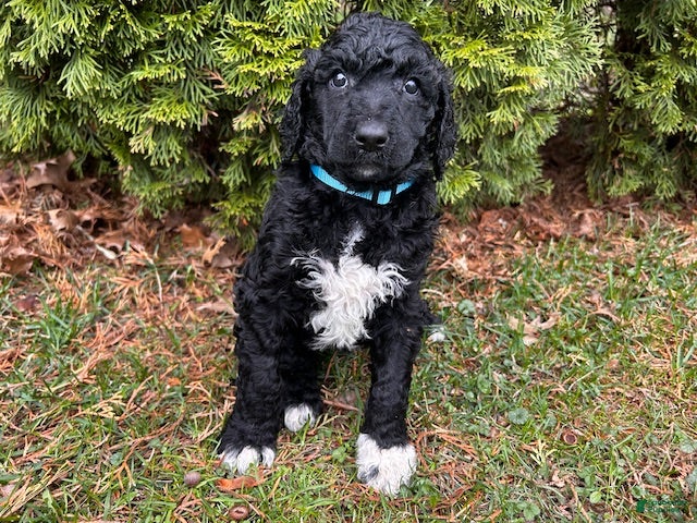 Standard Poodle dogs ⚓️Navy-AKC Standard🐩 - Ad 2