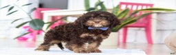 Cockapoo dogs for sale: Finn - Ad 2