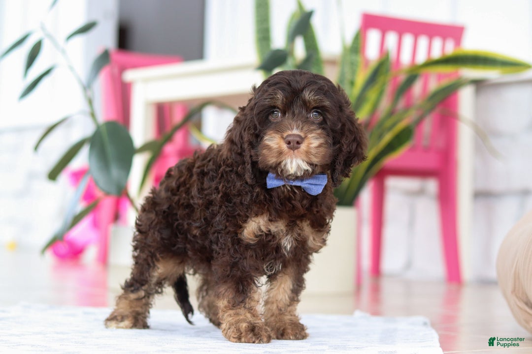 Cockapoo dogs for sale: Finn - Ad 2
