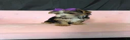 Yorkshire Terrier dogs for sale: Sweet Parti Girl Bambi - Ad 10