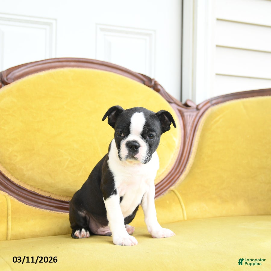 Boston Terrier dogs Roscoe - Ad 2