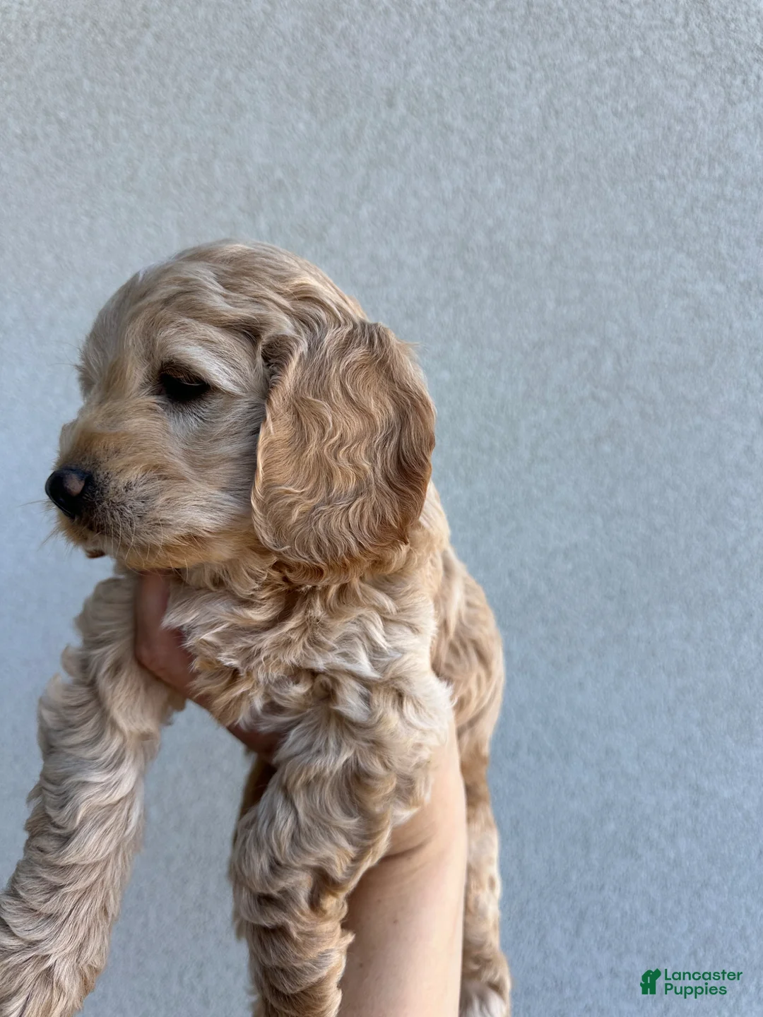 Cockapoo dogs for sale: Tucker - Toy Cockapoo  - Ad 2