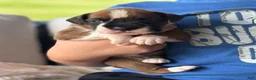 Boxer dogs for sale: Snoppy - Ad 9