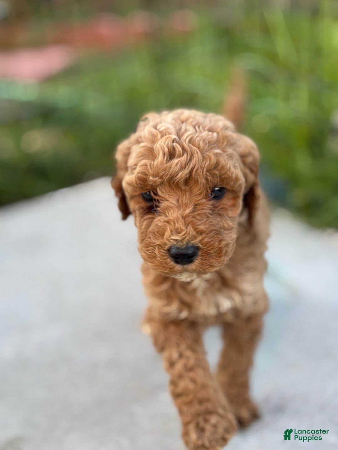 Standard Poodle dogs for sale: Charlie - Ad 4