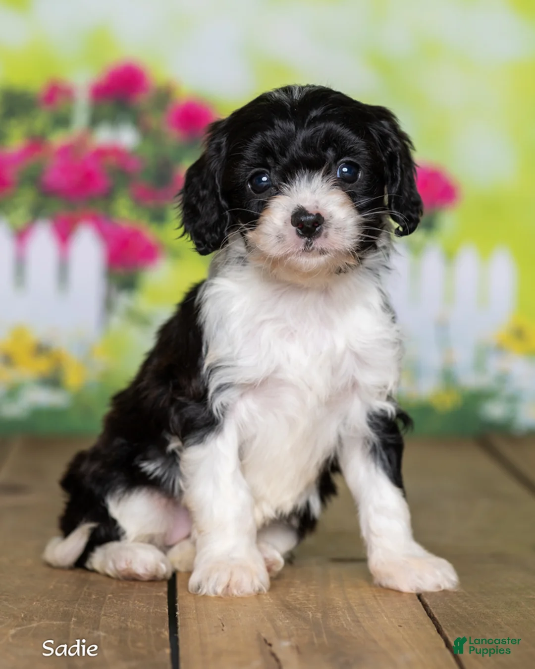 Cavapoo dogs for sale: Sadie - Ad 1