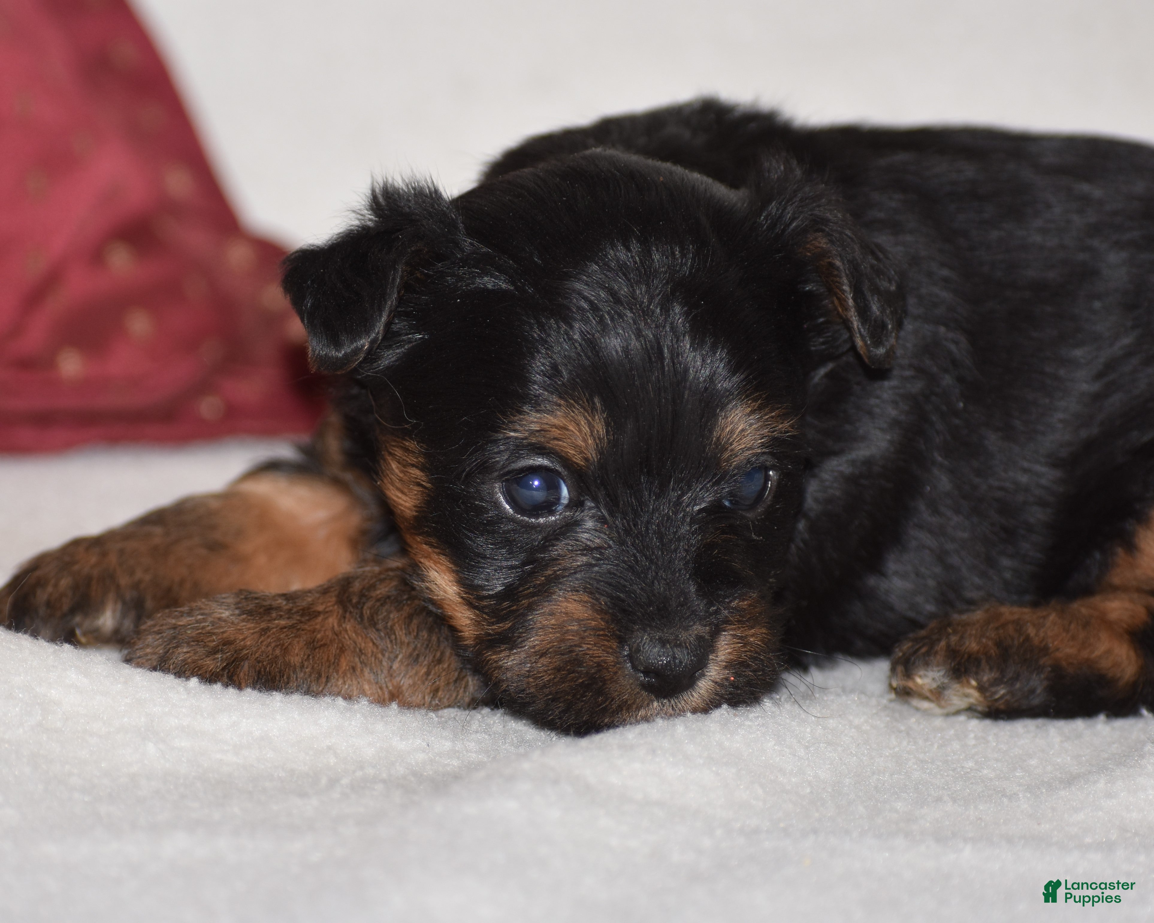 Yorkiepoo dogs Vernie - Ad 2