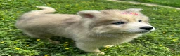 Siberian Husky dogs for sale: ROMANiA - Ad 15