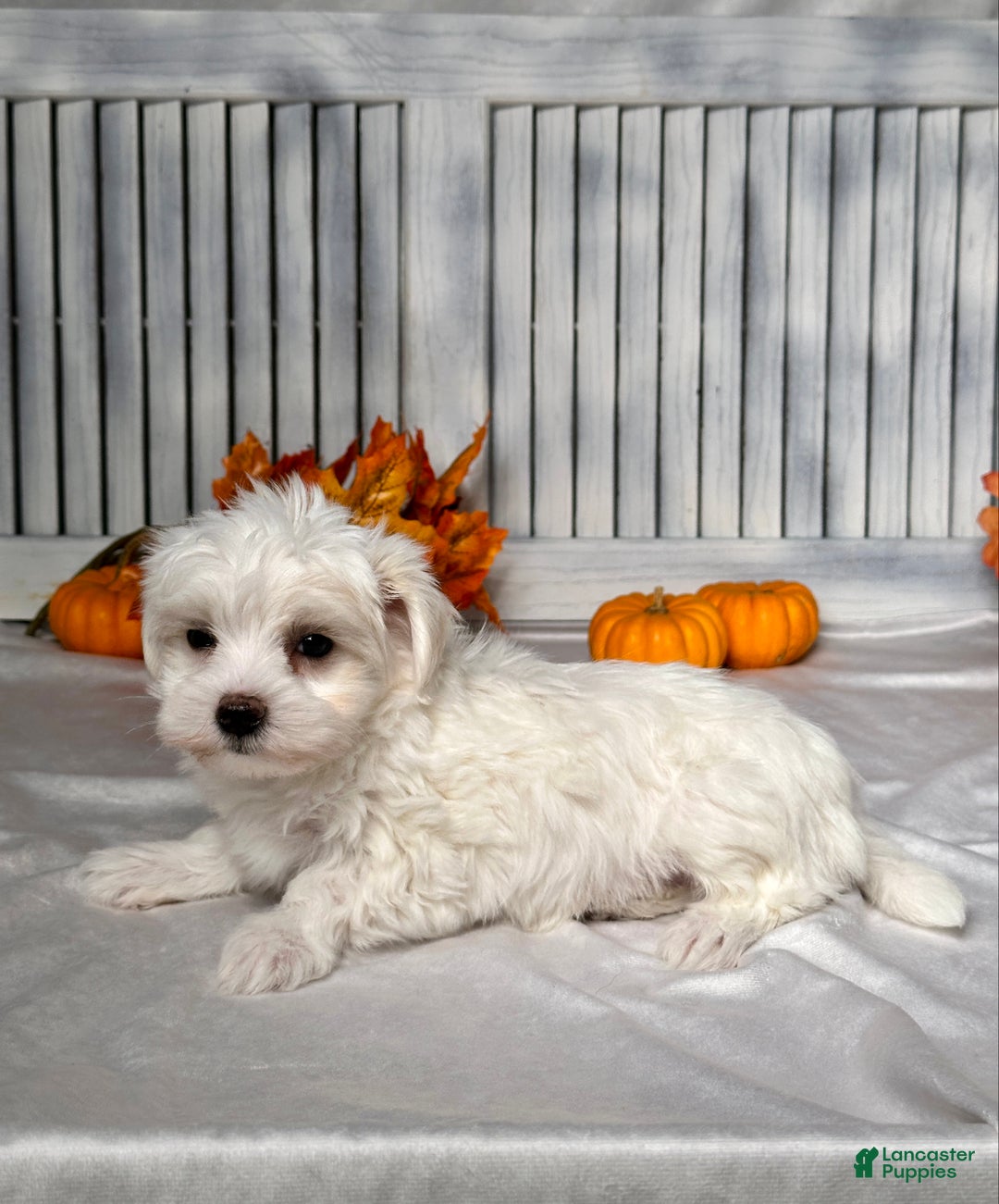 Maltese dogs for sale: Eli - Ad 4