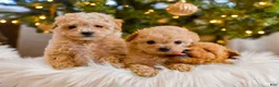 Maltipoo dogs for sale: Forrest - Ad 4