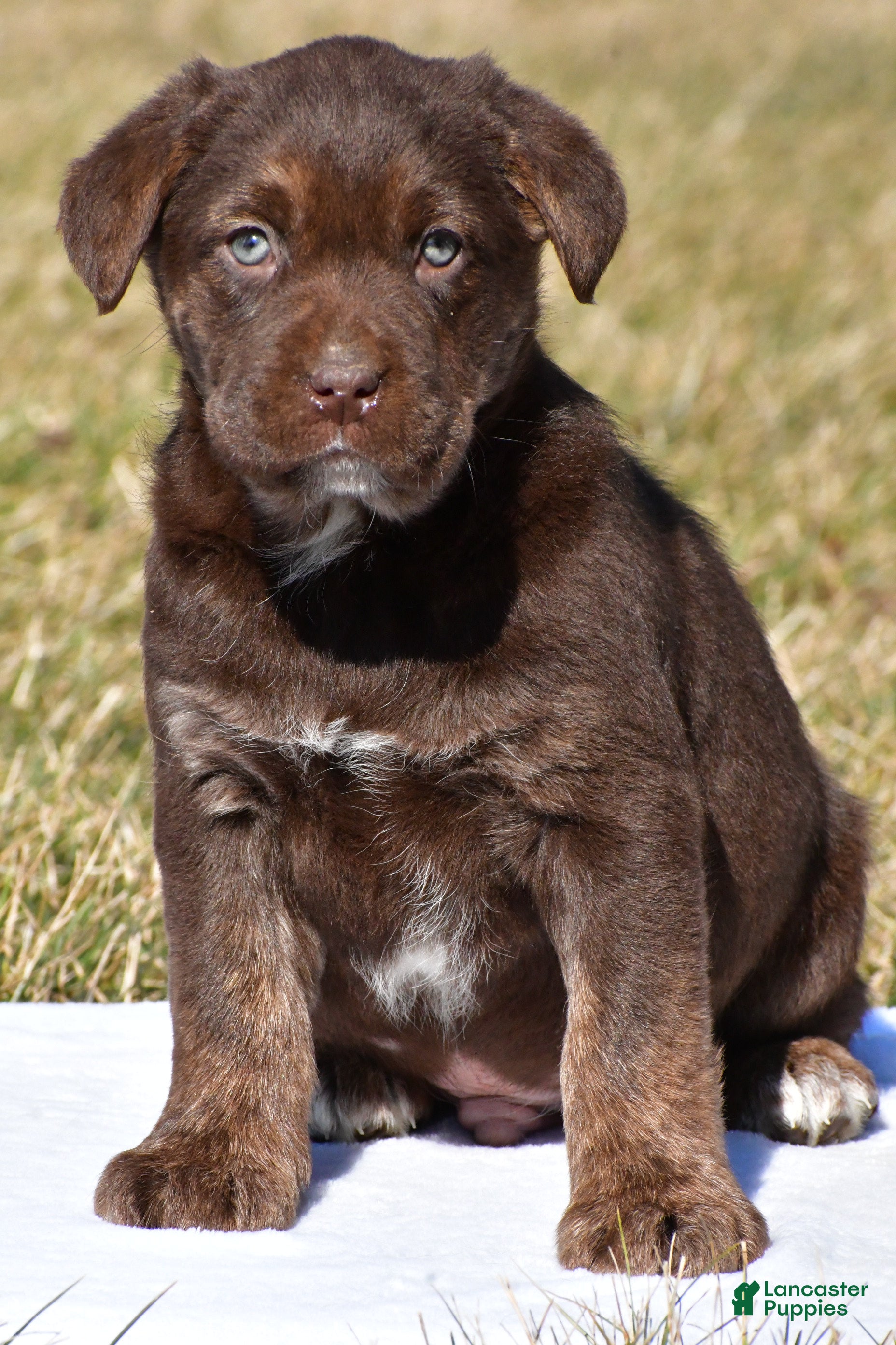 Labrador Retriever dogs Charles - Ad 2