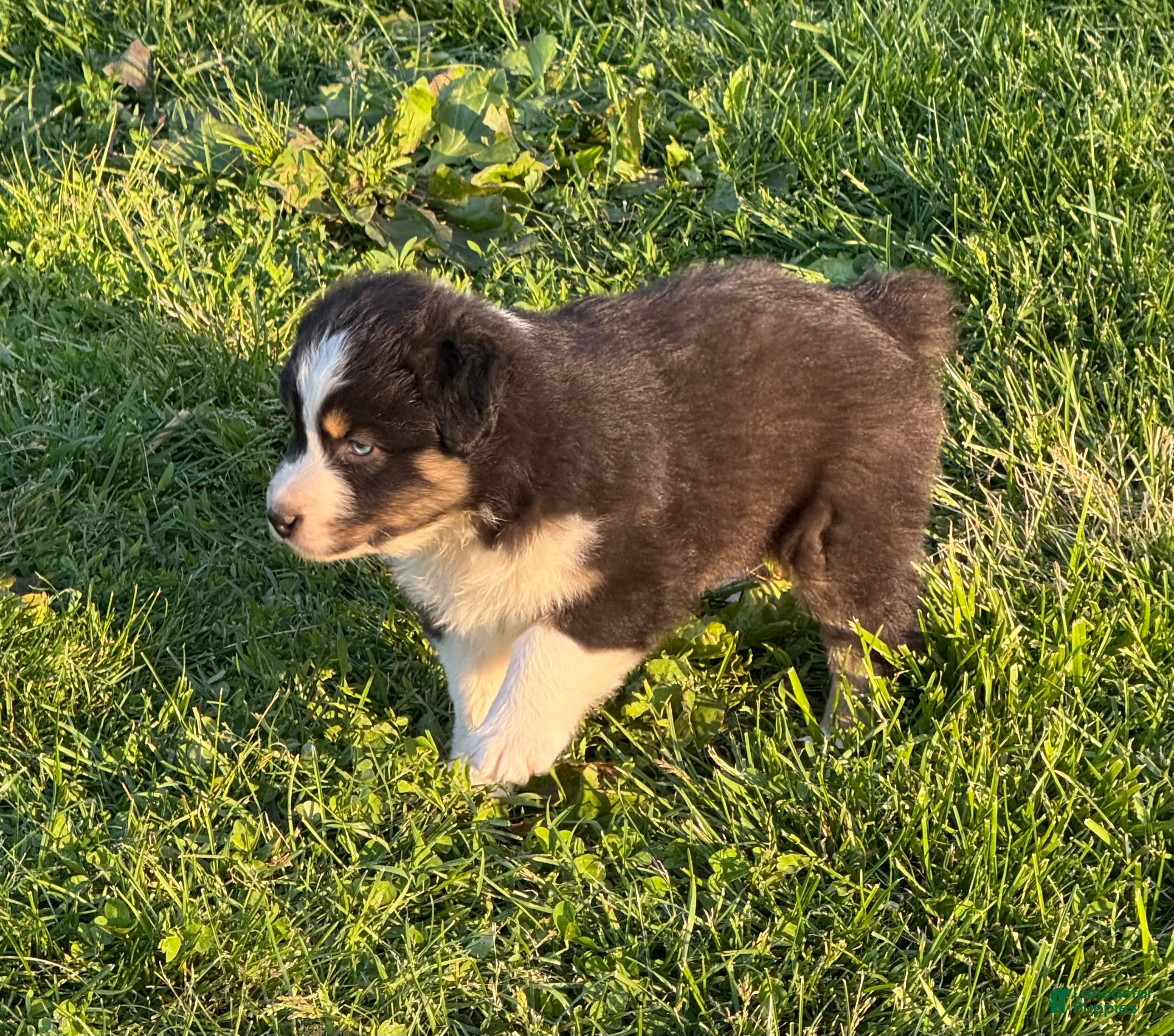 Australian Shepherd dogs Australian Shepherd Puppy 4 - Ad 2