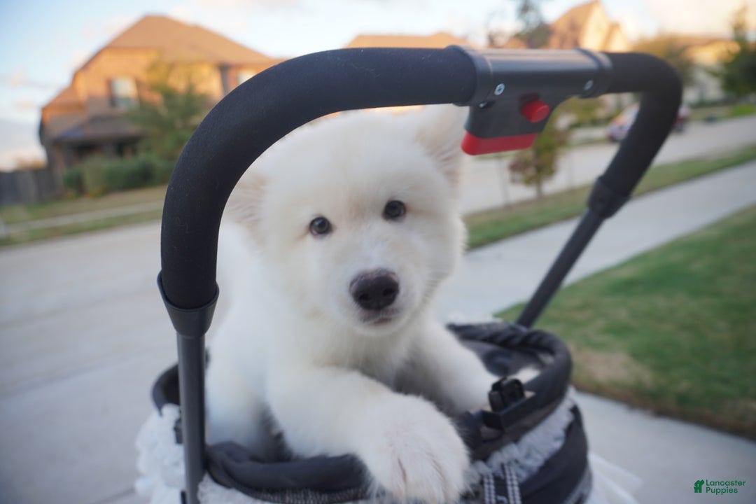 Alaskan Malamute dogs for sale: Xiao Lan - Ad 13