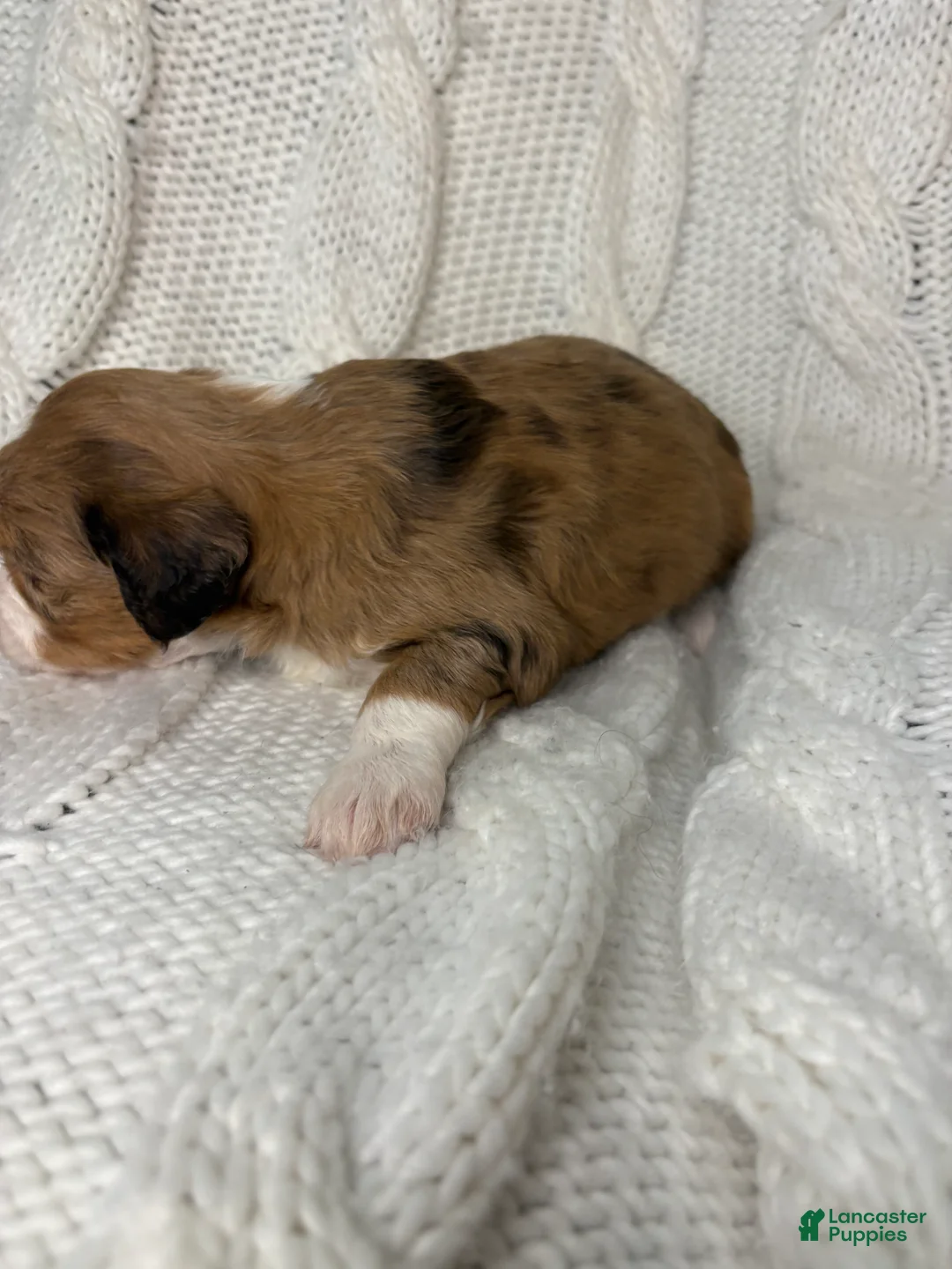 Mini Aussiedoodle dogs for sale: Mini Aussiedoodle Puppy 1 - Ad 3