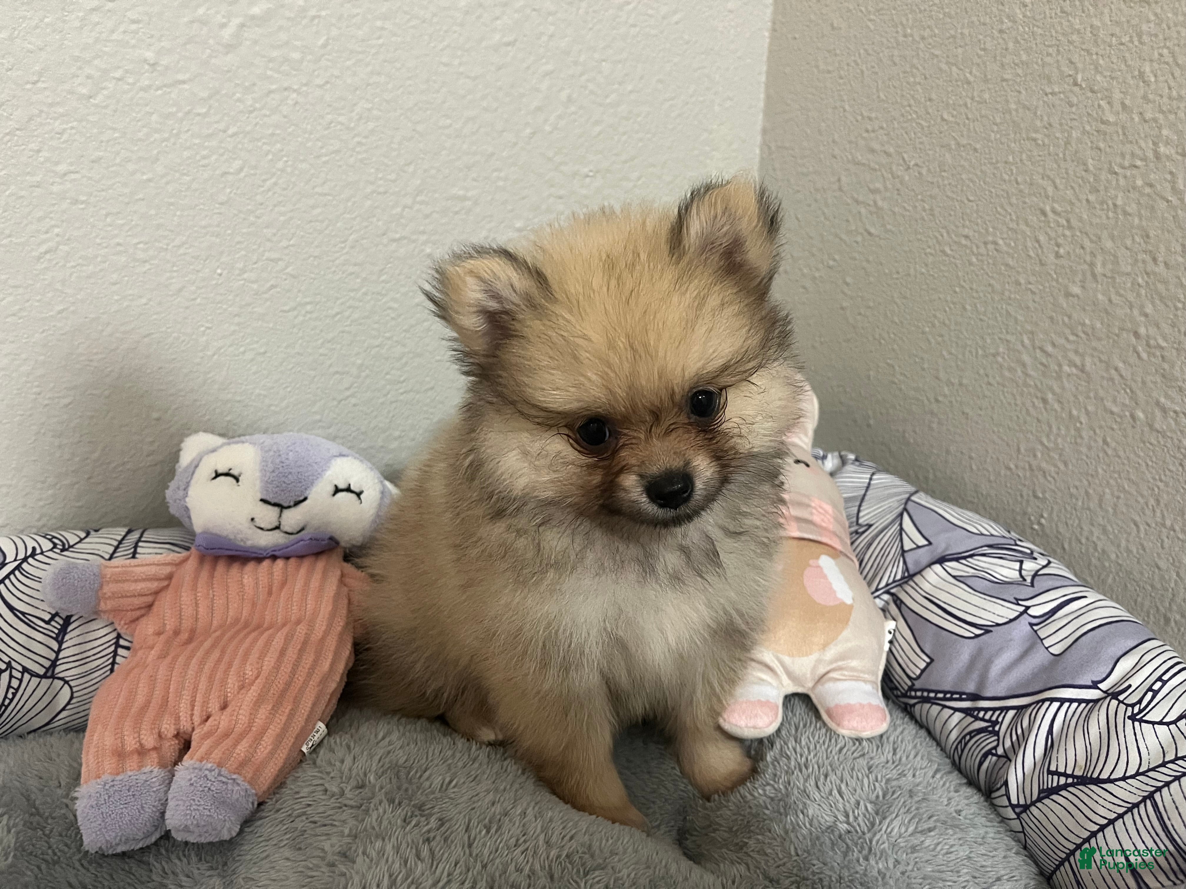 Pomeranian dogs Creme Sable Lady - Eevee F1 - Ad 2