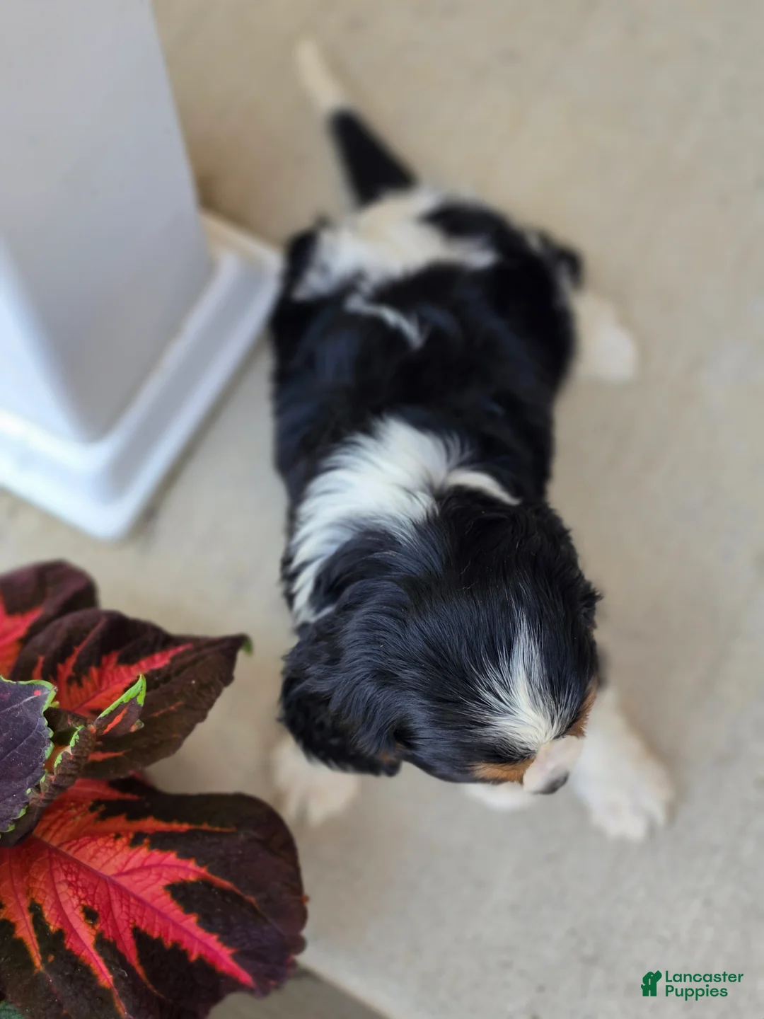 Cavalier King Charles Spaniel dogs for sale: Charlotte - Ad 6