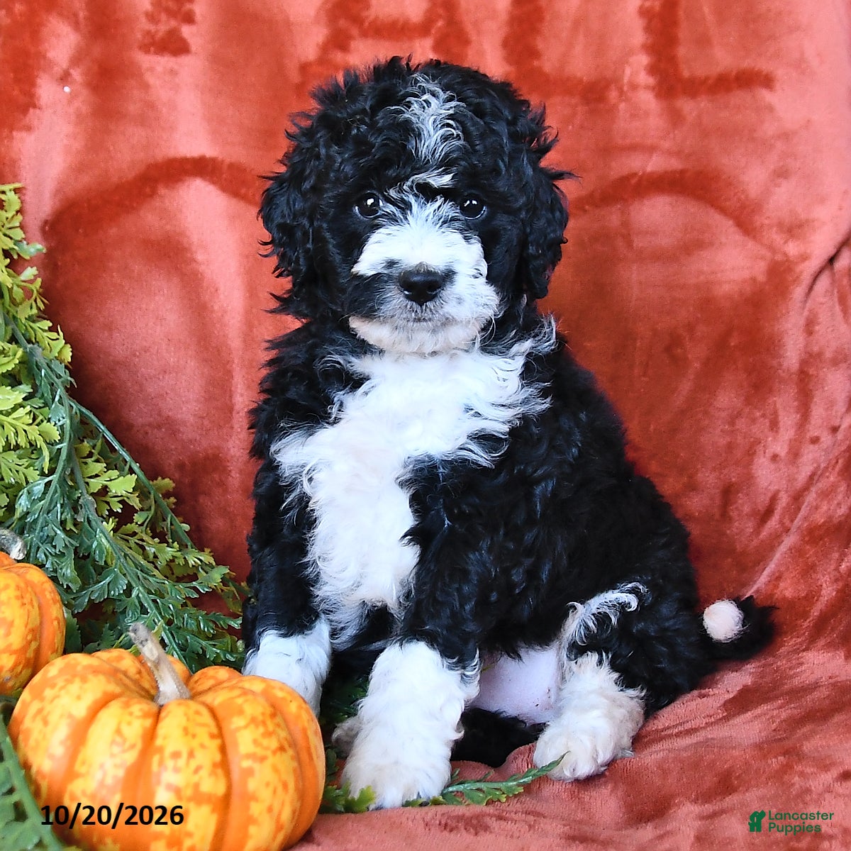 Bernedoodle dogs Bubbles  - Ad 2