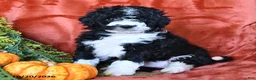 Bernedoodle dogs for sale: Bubbles  - Ad 2
