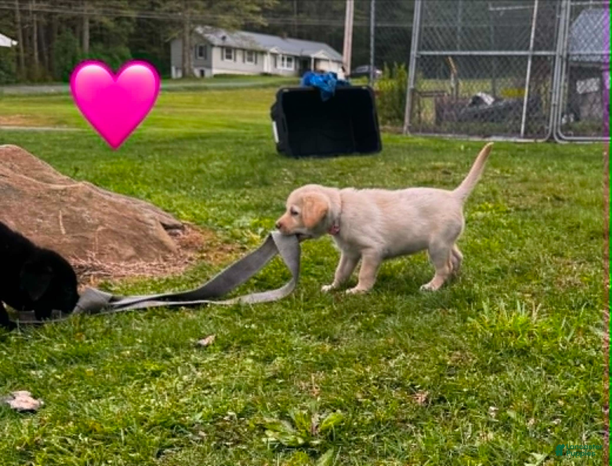 Labrador Retriever dogs Yellow Female Pink collar - Ad 1