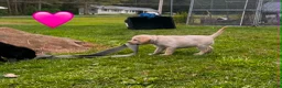 Labrador Retriever dogs for sale: Yellow Female Pink collar - Ad 1