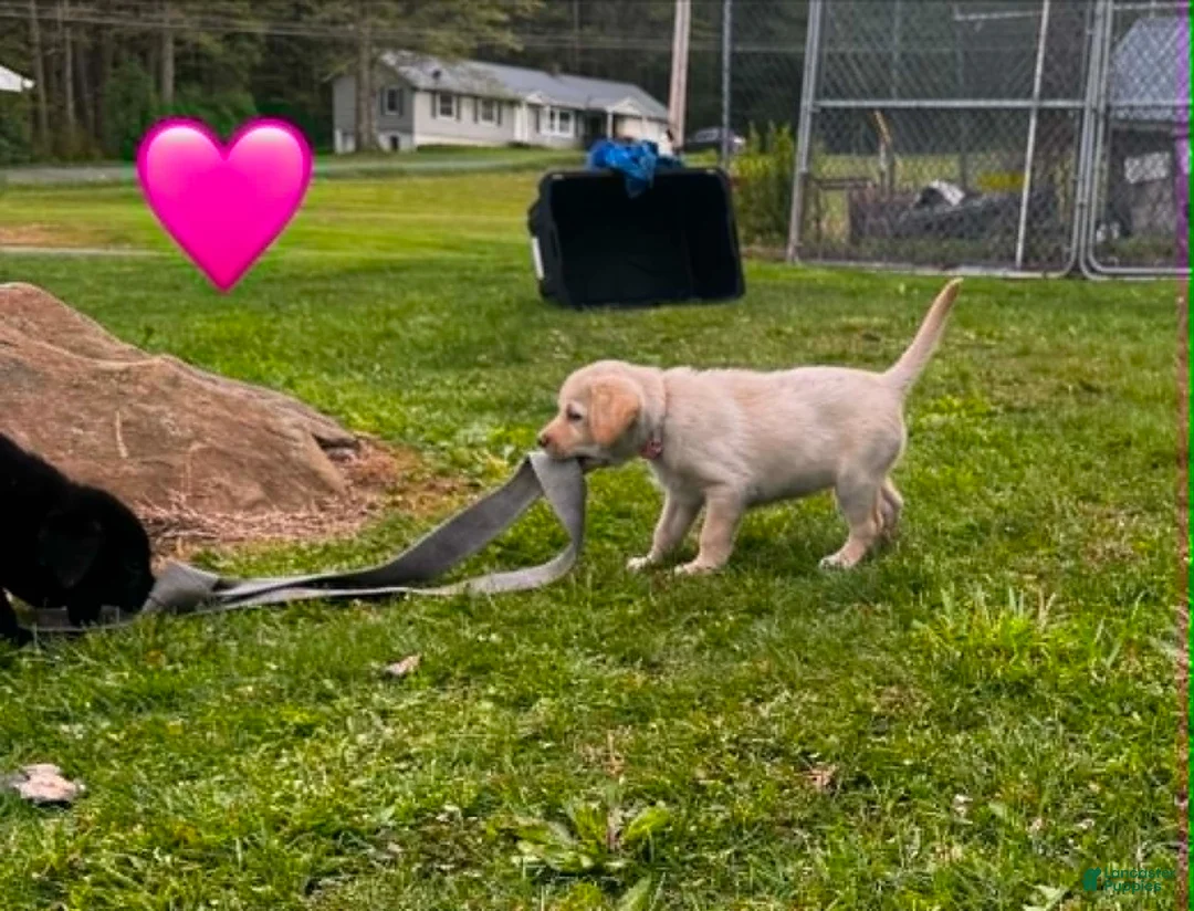 Labrador Retriever dogs for sale: Yellow Female Pink collar - Ad 1