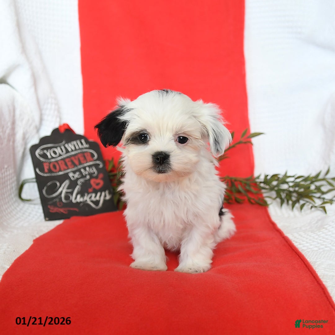 Malshi dogs for sale: Stella - Ad 4